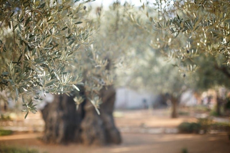 Hojas olivo Olife Paisaje de olivar con hojas de olivo en primer plano, resaltando la conexión entre la naturaleza y la valorización de la biomasa
