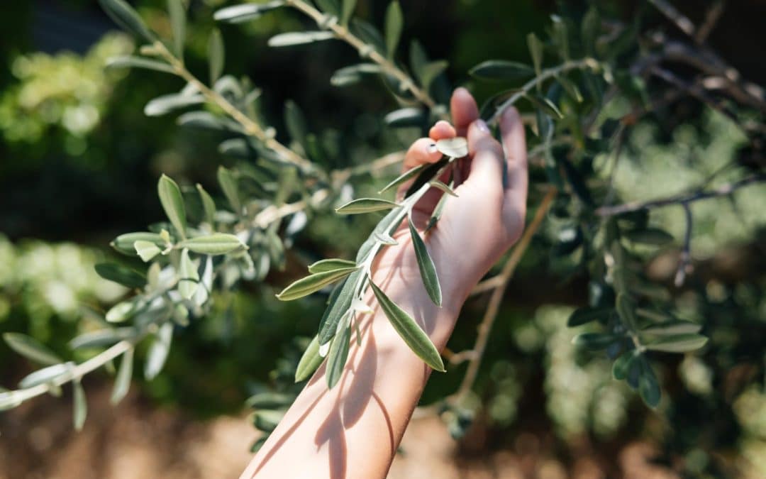 Emprender con las hojas del olivo: Un negocio natural y rentable