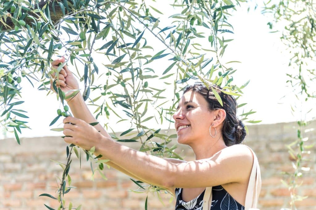 Emprender con las hojas del olivo: Un negocio natural y rentable 1 - 27 Las hojas de olivo son ricas en compuestos bioactivos que ofrecen una amplia gama de beneficios para la salud.