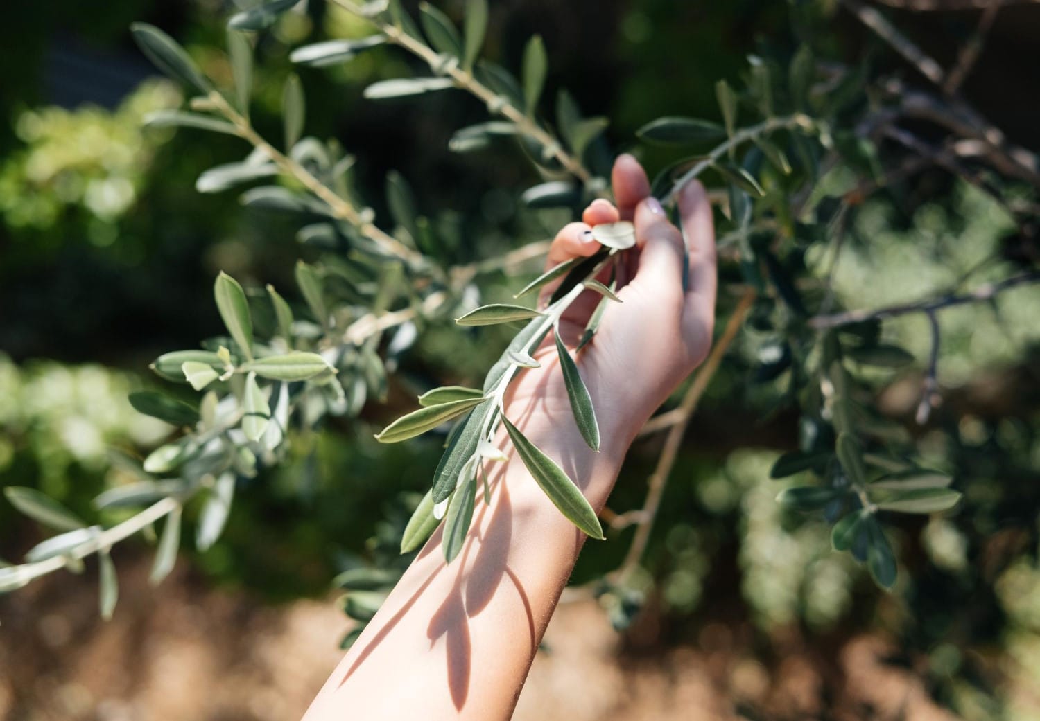 Emprender con las hojas del olivo: Un negocio natural y rentable En un mundo cada vez más consciente de la salud y la sostenibilidad, los productos naturales están ganando terreno en el mercado. Entre ellos, las hojas de olivo se han convertido en un ingrediente popular por sus numerosos beneficios para la salud y el bienestar. Si estás buscando una oportunidad de negocio única y lucrativa, iniciar un emprendimiento con hojas de olivo podría ser la respuesta.
