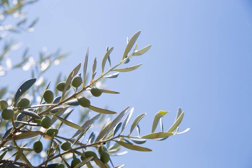 Dando nueva vida a las hojas de olivo: Un futuro prometedor para la salud y la sostenibilidad 1 - 27 Paisaje de olivar con hojas de olivo en primer plano, resaltando la conexión entre la naturaleza y la valorización de la biomasa