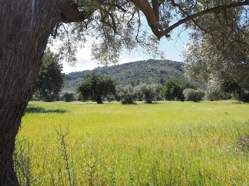 El Elixir Verde: Descubre los Poderosos Beneficios de las Hojas de Olivo Los antioxidantes presentes en las hojas de olivo, como la oleuropeína, ayudan a combatir los radicales libres que dañan las células cerebrales