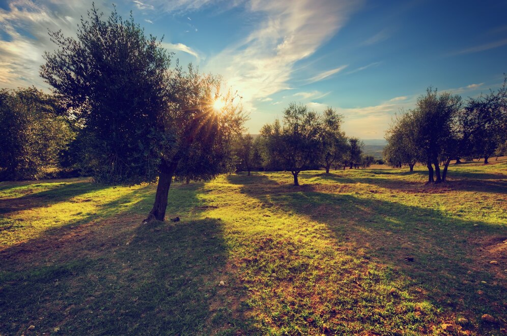 Beneficios de Olife: La Infusión de Hojas de Olivo para Fortalecerte en Otoño Taza de infusión de hojas de olivo Olife acompañada de hojas frescas de olivo, ideal para revitalizar cuerpo y mente durante el otoño.