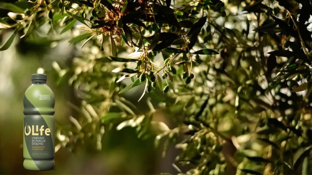 OLife: La Infusión de Hojas de Olivo Perfecta para el Otoño 1 - 27 Taza de infusión de hojas de olivo Olife acompañada de hojas frescas de olivo, ideal para revitalizar cuerpo y mente durante el otoño.