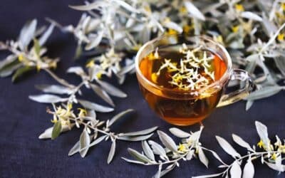 4 Beneficios de la Infusión de Hojas de Olivo para la Salud Digestiva y General