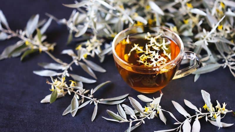 beneficios hojas de olivo Olife Infusión de hojas de olivo: antioxidante natural para la digestión y bienestar
