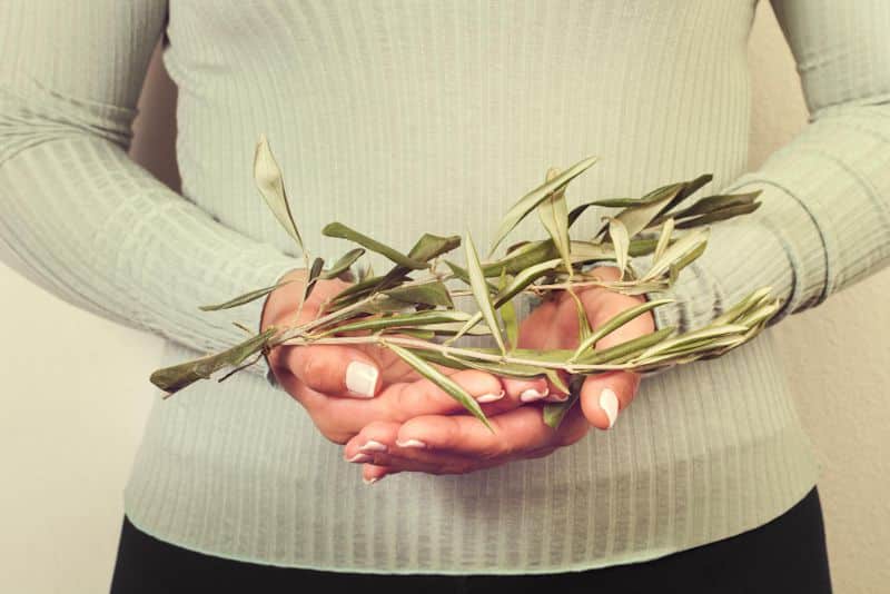 Las Hojas de Olivo: Aliado Natural para los Síntomas de la Menopausia 1 - 27 Las hojas de olivo, ricas en compuestos bioactivos como la oleuropeína, ofrecen un enfoque natural y prometedor para aliviar los síntomas de la menopausia